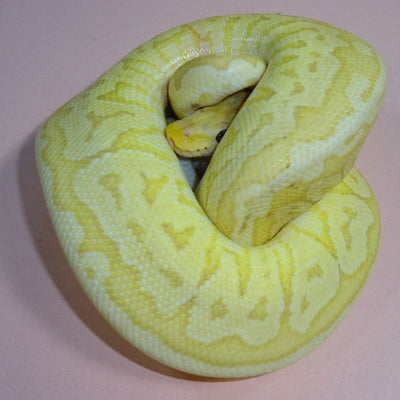 Banana Pastel Jigsaw Ball Pythons