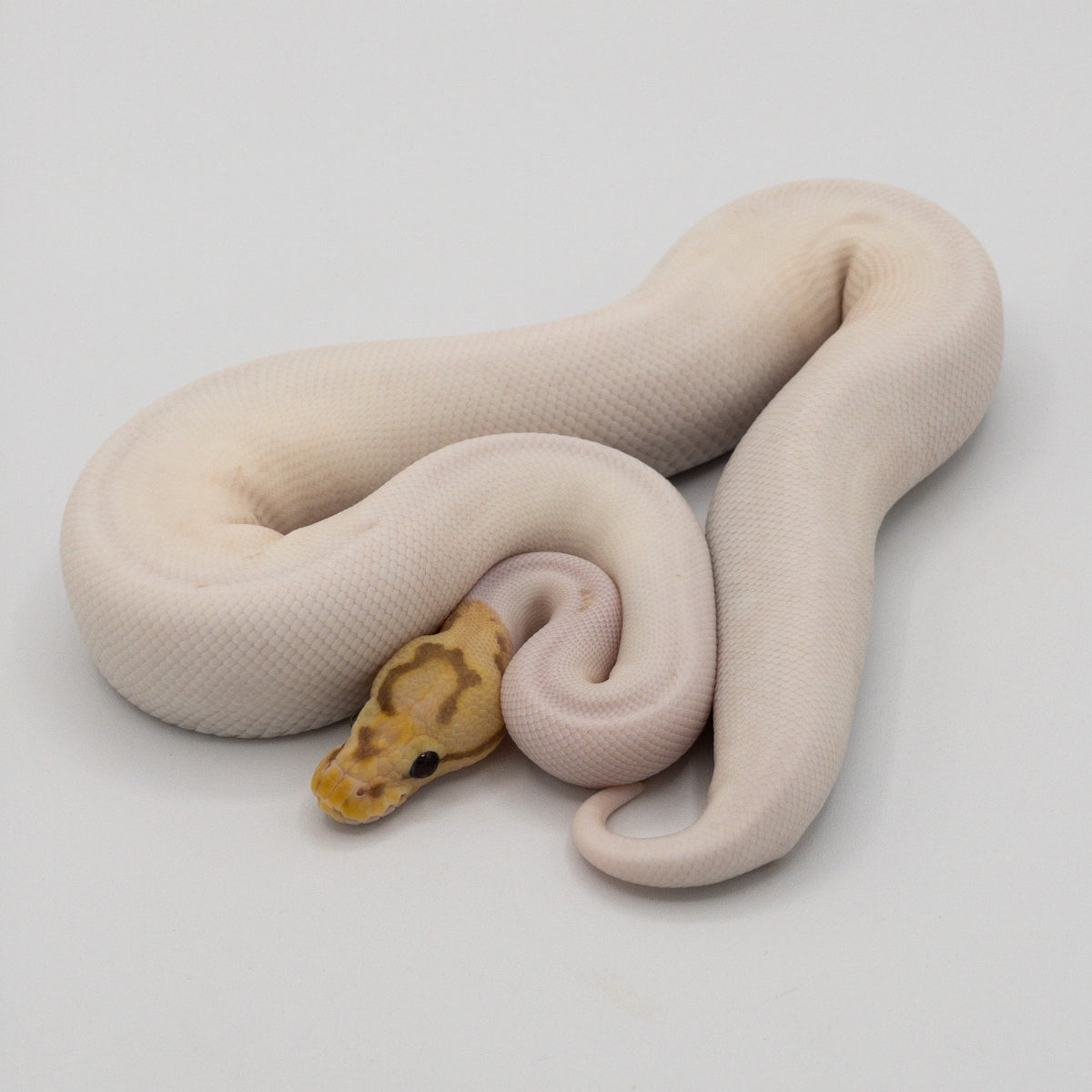 Buy Banana spider Piebald Ball Python – Big Apple Herp - Reptiles For Sale