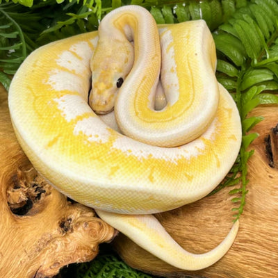 CRAZY OFFER! SUB-ADULT Ball Pythons (MULTI-GENE MORPHS!)