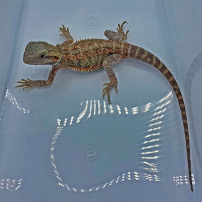 Red Stripe Hypo Translucent Bearded Dragon (Stock BDB1)