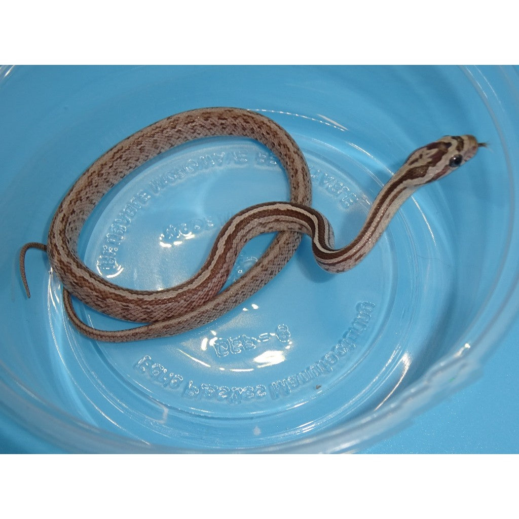 Black Albino Kastanie Corn Snakes | Big Apple Herp