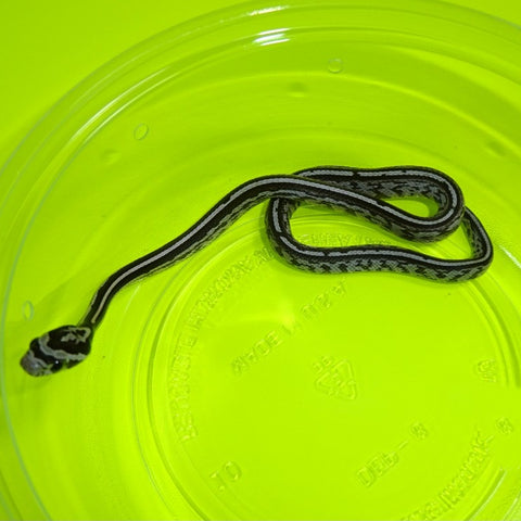 Black Albino Tessera Corn Snakes