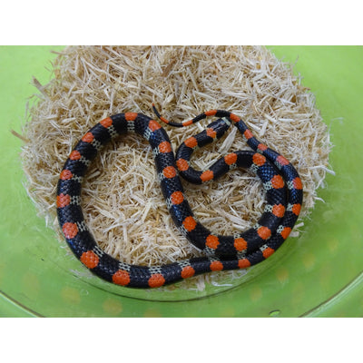 Black Banded False Coral Snakes