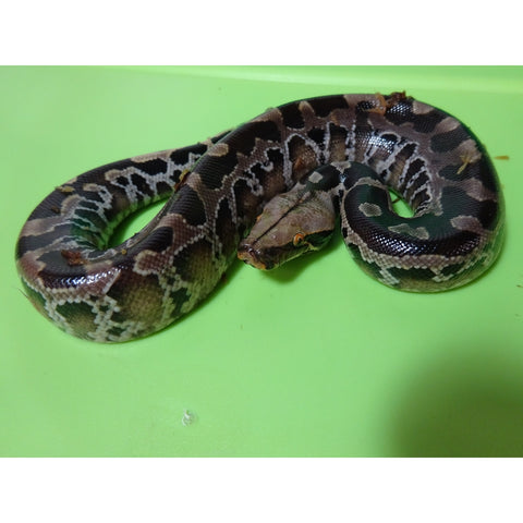 Black Blood Pythons