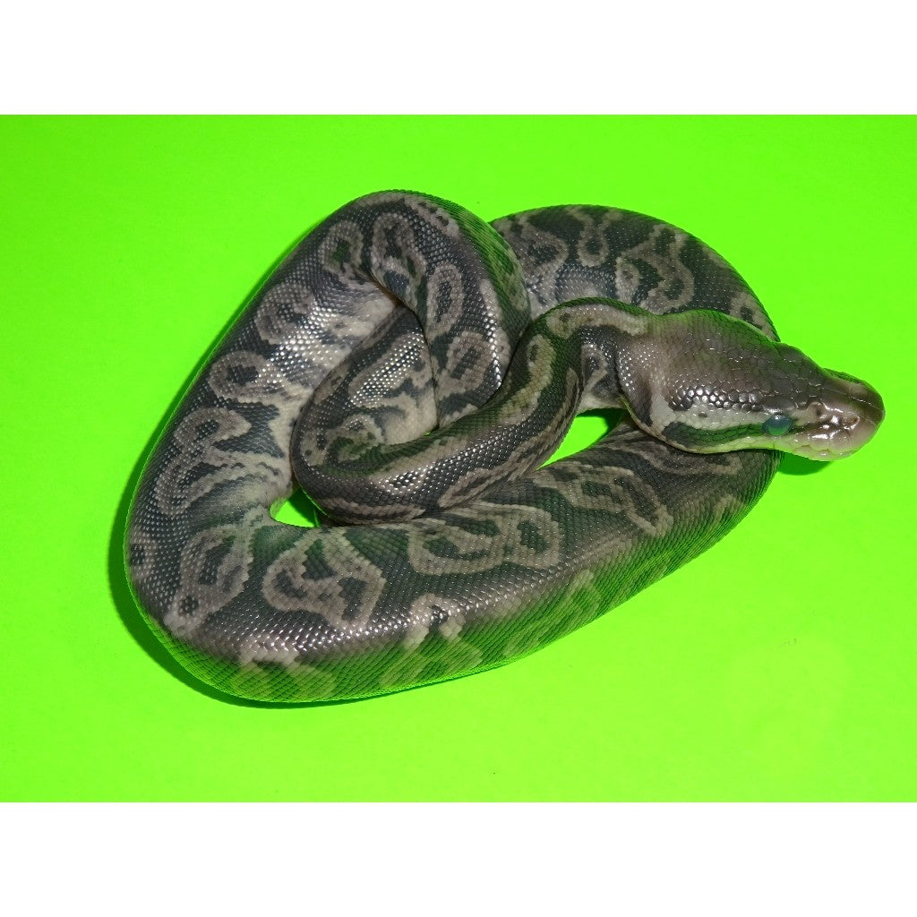 Black Python Pet Black And Green Python