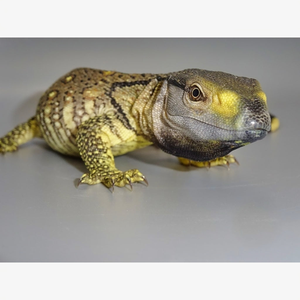 Buy Mangrove Monitors – Big Apple Herp - Reptiles For Sale