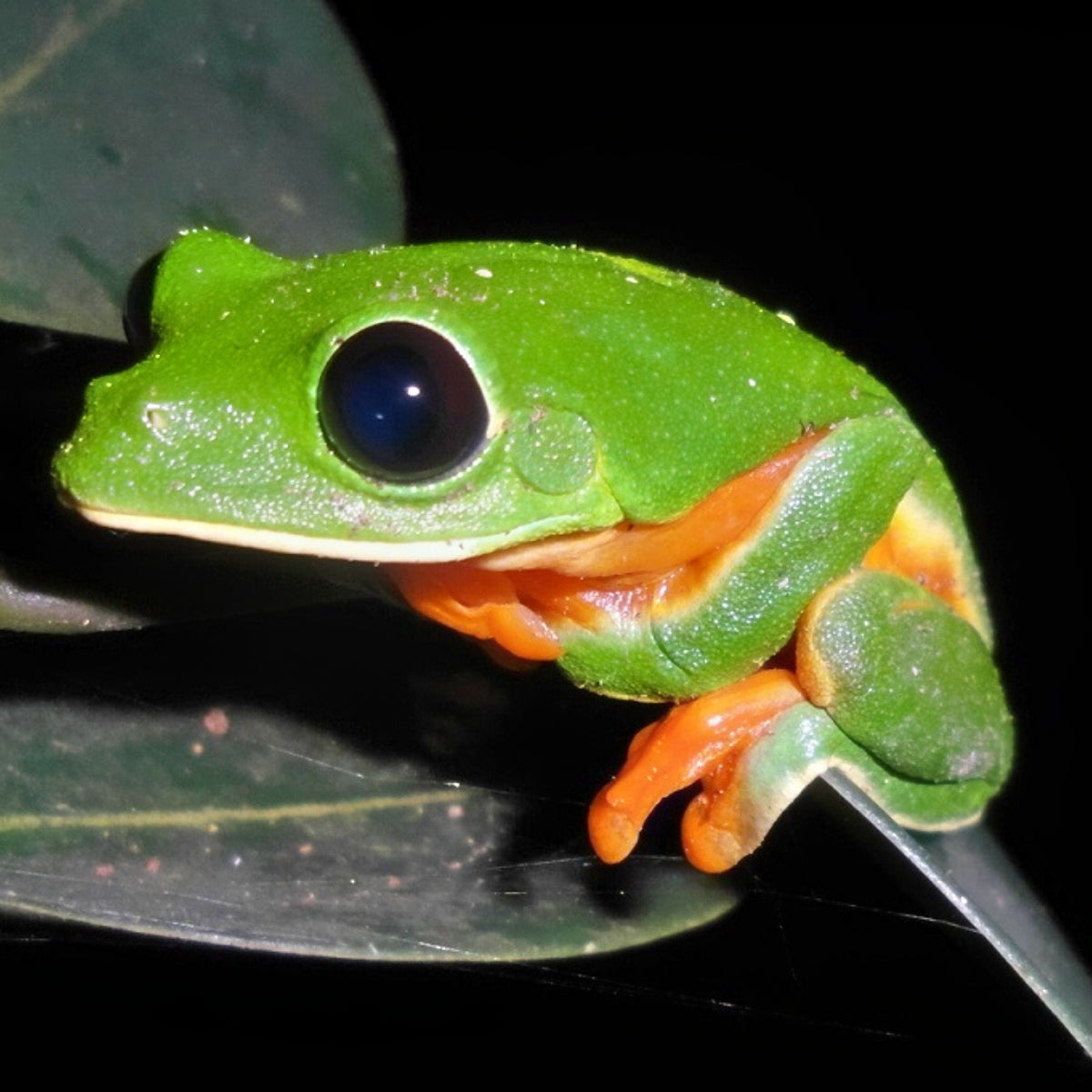 Ed Frog Green Tree Frog Pet