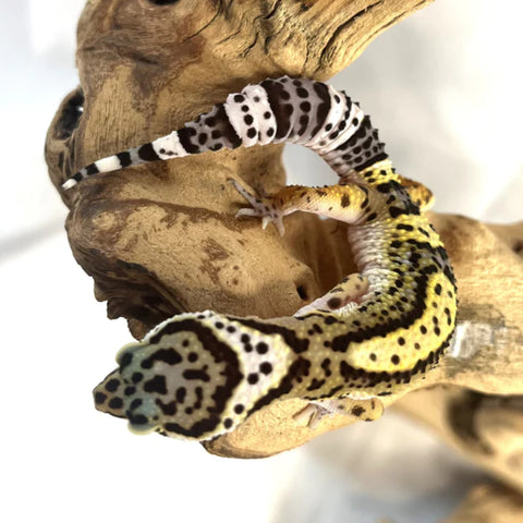 Black Knight Leopard Gecko Female (Actual Photo)