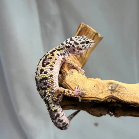 Snow Black Night Leopard Gecko (Female) (Actual Photo)