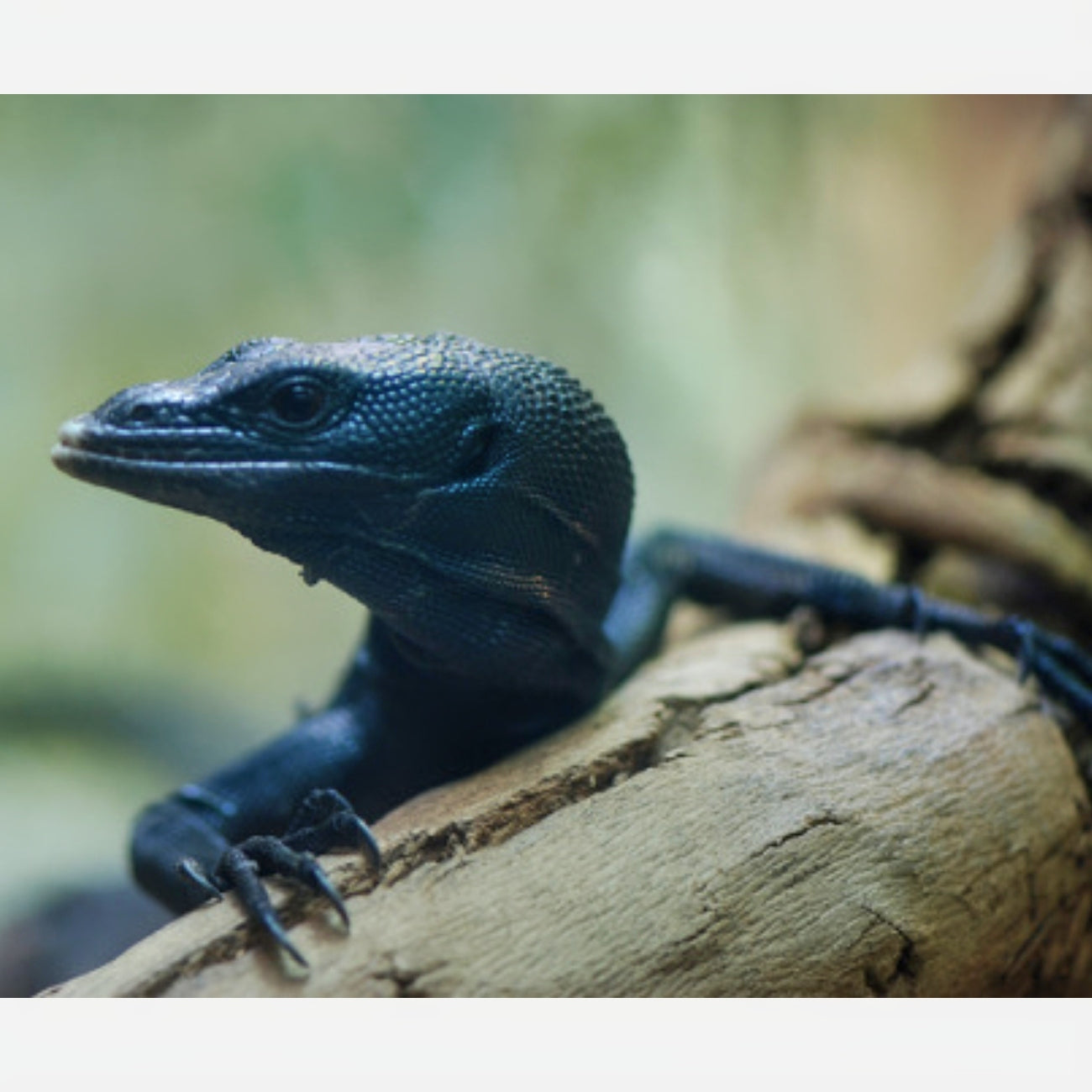Tree Monitor Complex Adult Green Tree Monitor
