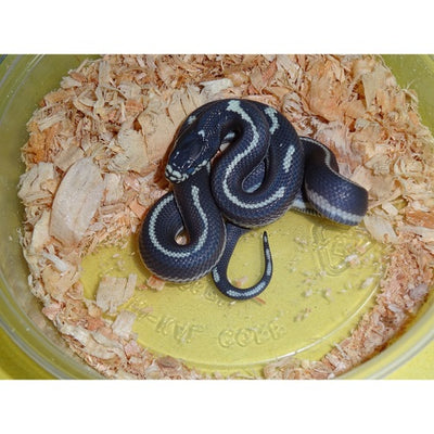Black & White California King Snake (Aberrant)