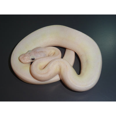 Blue Eyed Lucy Ball Pythons