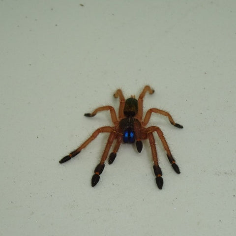 Blue Fang Skeleton Tarantulas