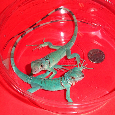 CB El Salvador Blue & Other Rare Iguanas