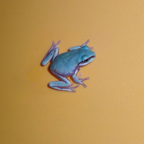 Blue White's Tree Frogs