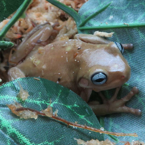 Whites BLUE EYED Tree Frogs