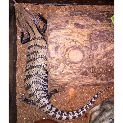 Blue Tongue Skinks