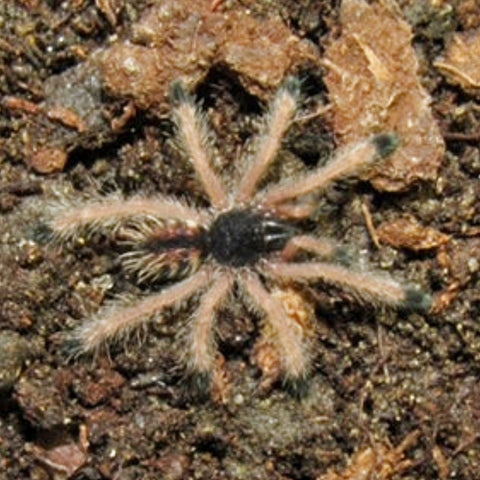 Boa Vista Pink Toe Tarantulas