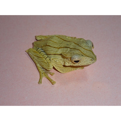 Borneo Eared Tree Frogs (1.5")