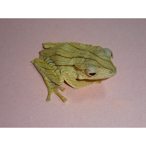 Borneo Eared Tree Frogs (1.5")