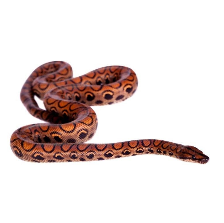 Rainbow Corn Snake