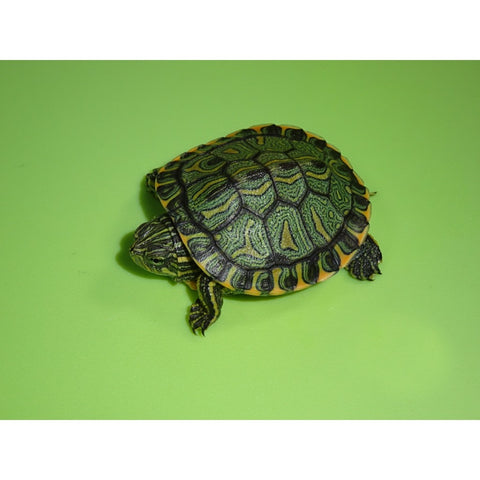 Brazilian Black Bellied Sliders