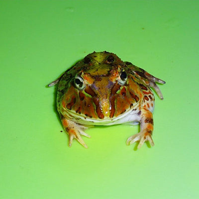 Brazilian Horned Frogs