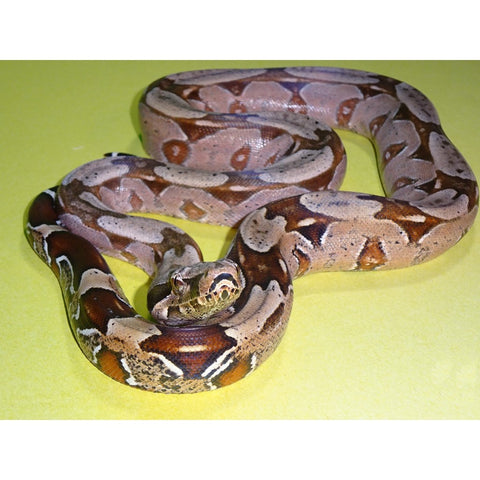 GORGEOUS New Morphs of Red Tail Boas