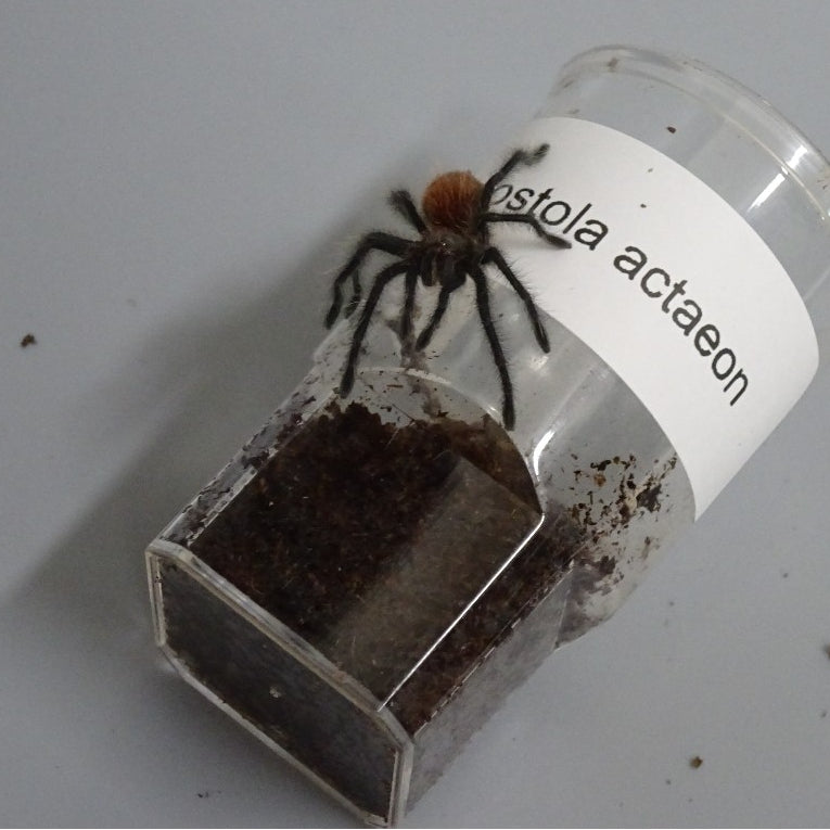Brazilian Wooley Black Tarantulas For Sale | Big Apple Herp