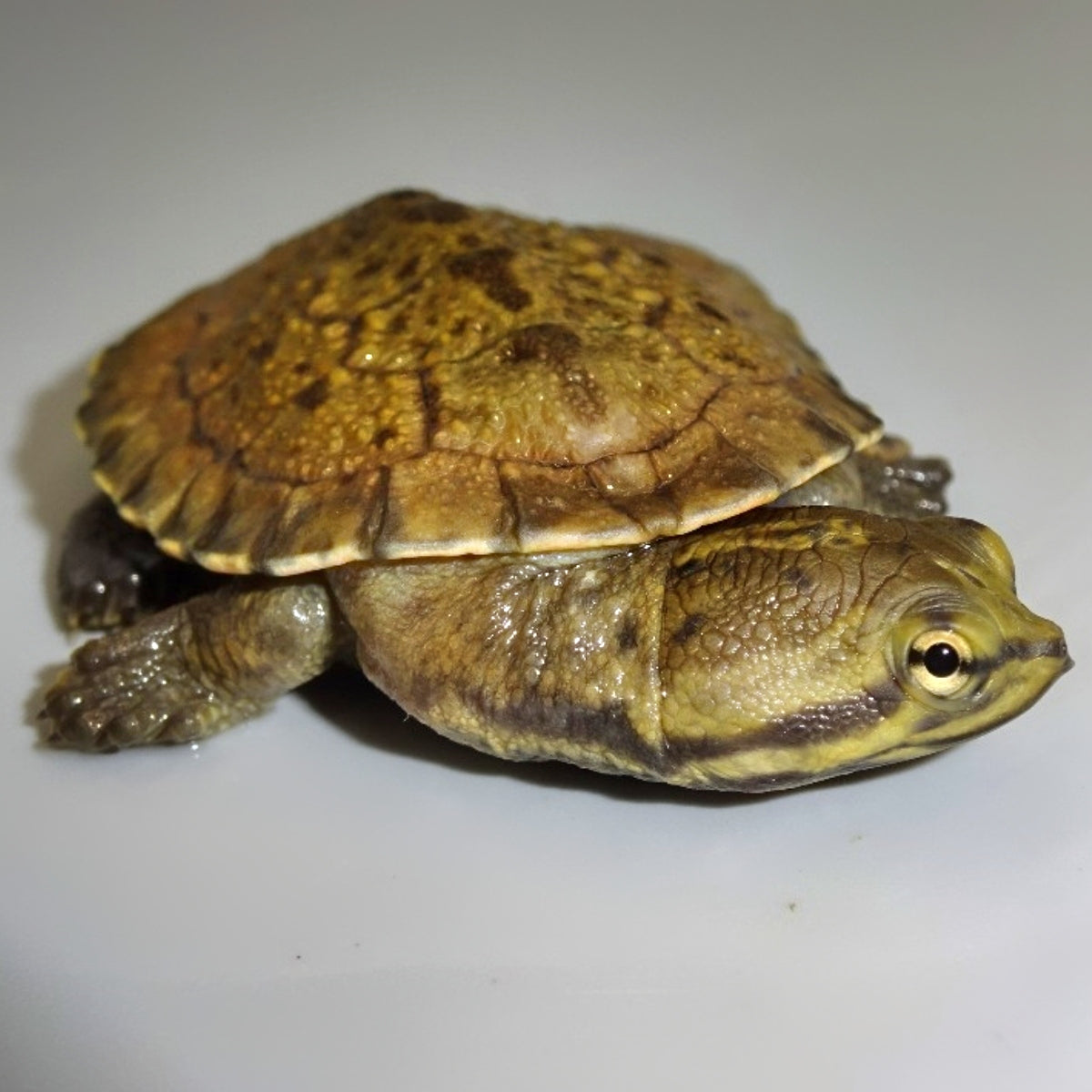 Brazilian Sideneck Turtles For Sale | Big Apple Herp