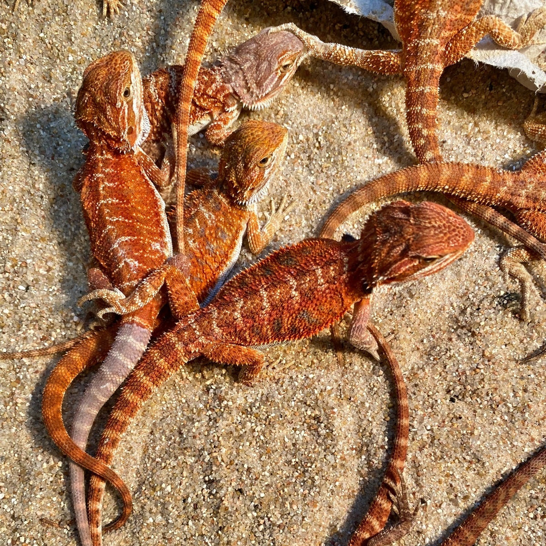 Bearded Dragon Morphs Meet Our Newest Bearded Dragon Flare Not bearded-dragon-morphs-meet-our-newest-bearded-dragon-flare-not
