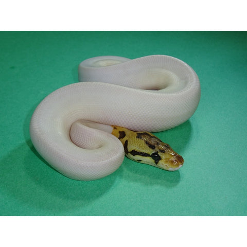 Bumble Bee Pied Ball Pythons
