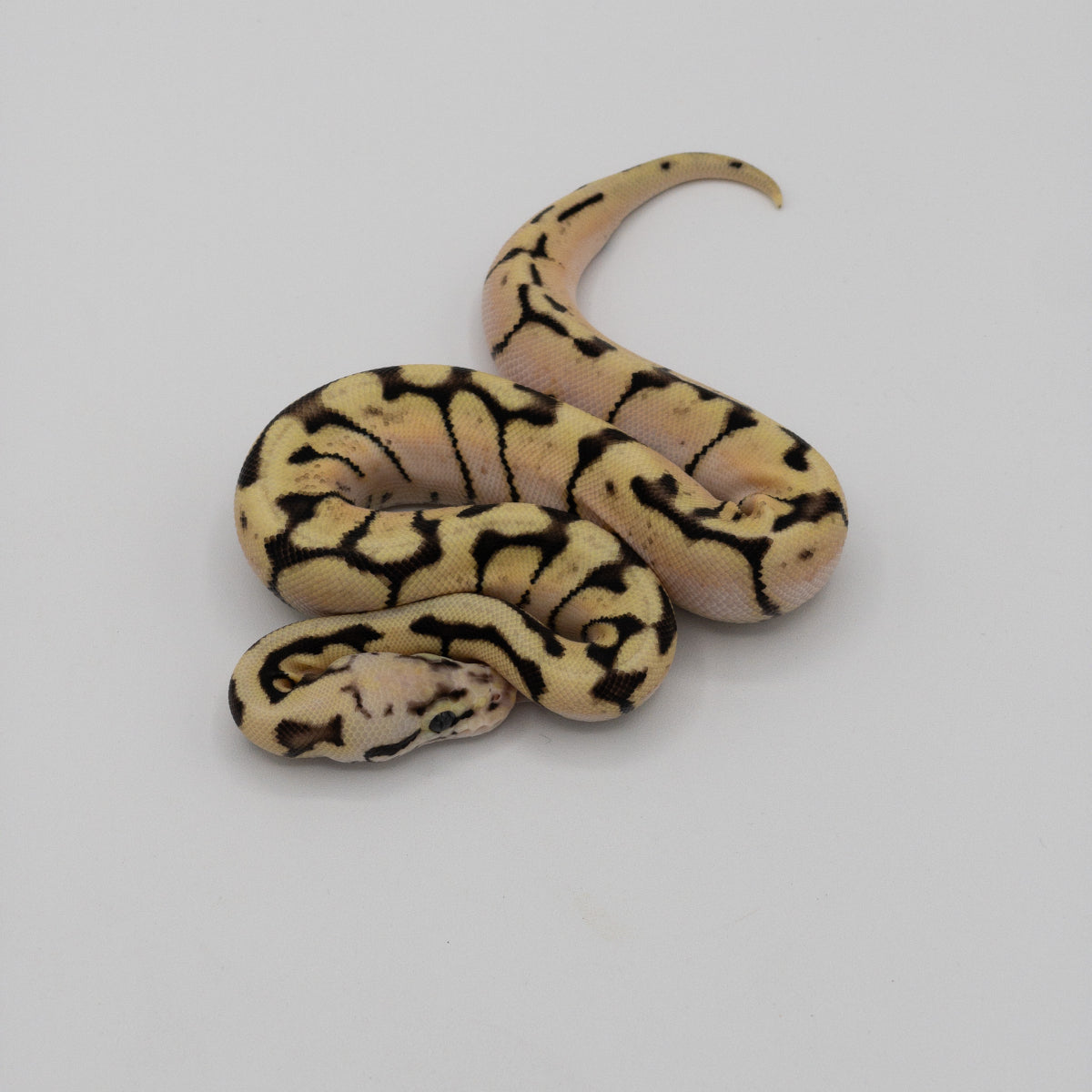 Baby Bumblebee Ball Python Northwest Reptiles Bumble Bee Ball Python