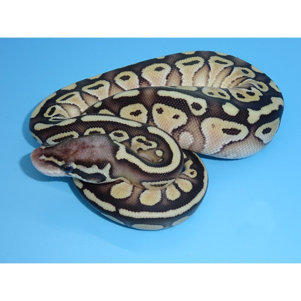 Butter Bee Ball Python Adult