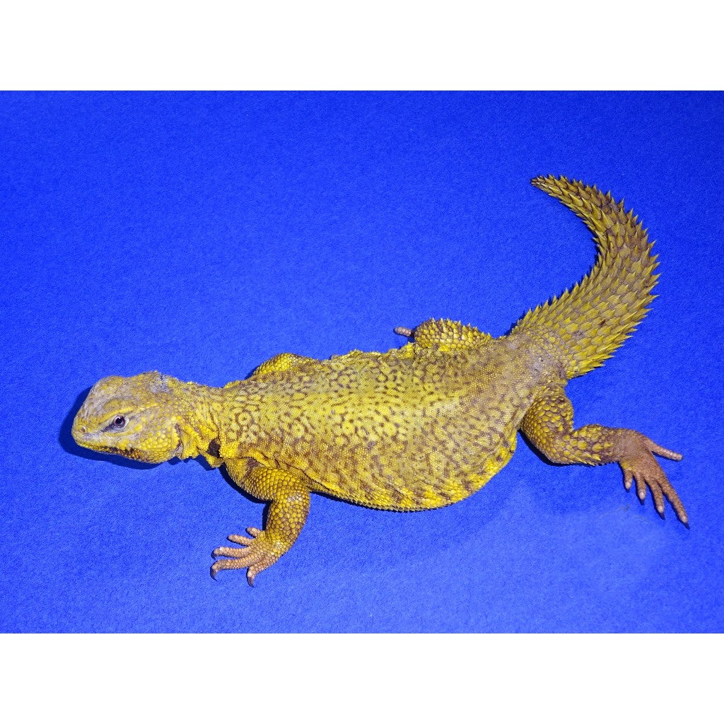 Yellow Niger Uromastyx Butter Yellow | Big Apple Herp, image size:1024x1024