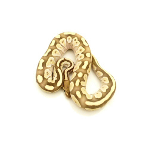Butter Desert Ghost Ball Pythons