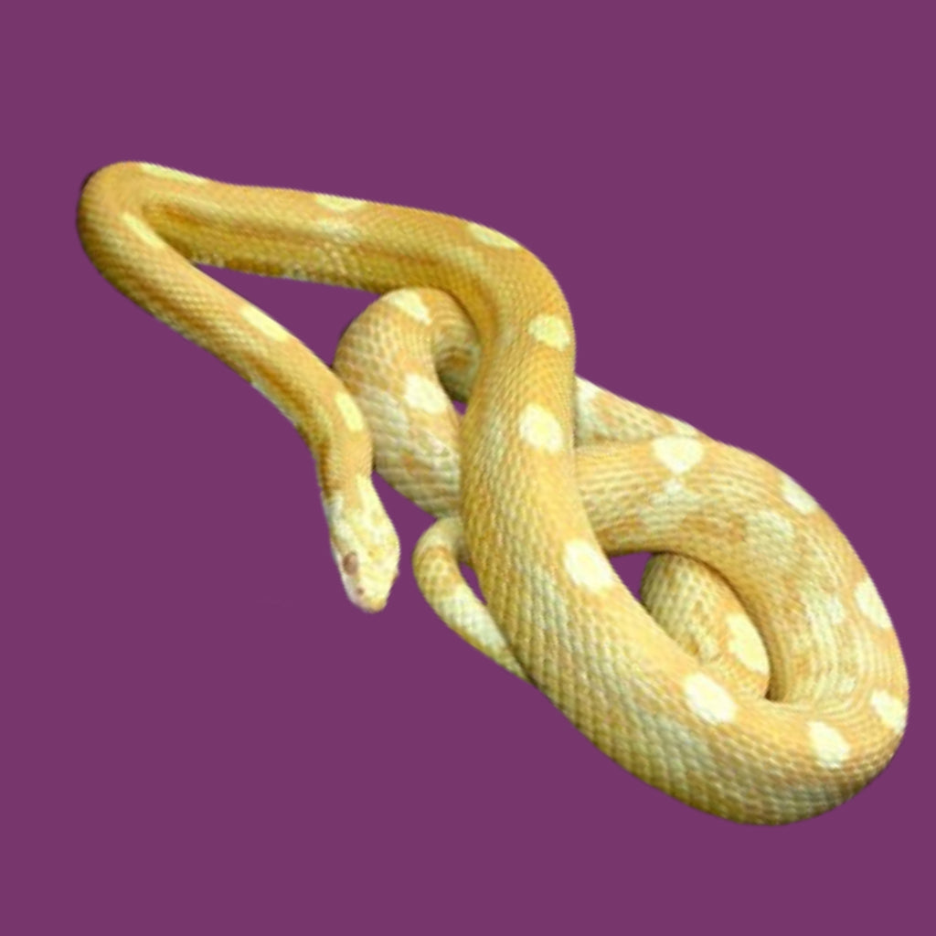 Butter Motley Corn Snakes Big Apple Herp