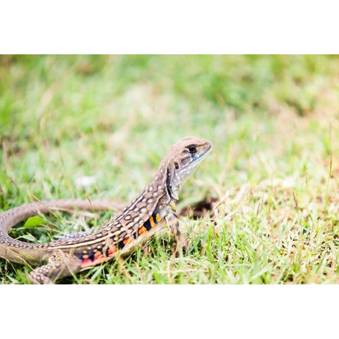 Butterfly Agamas