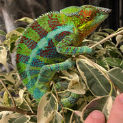 Madagascar Panther Chameleons