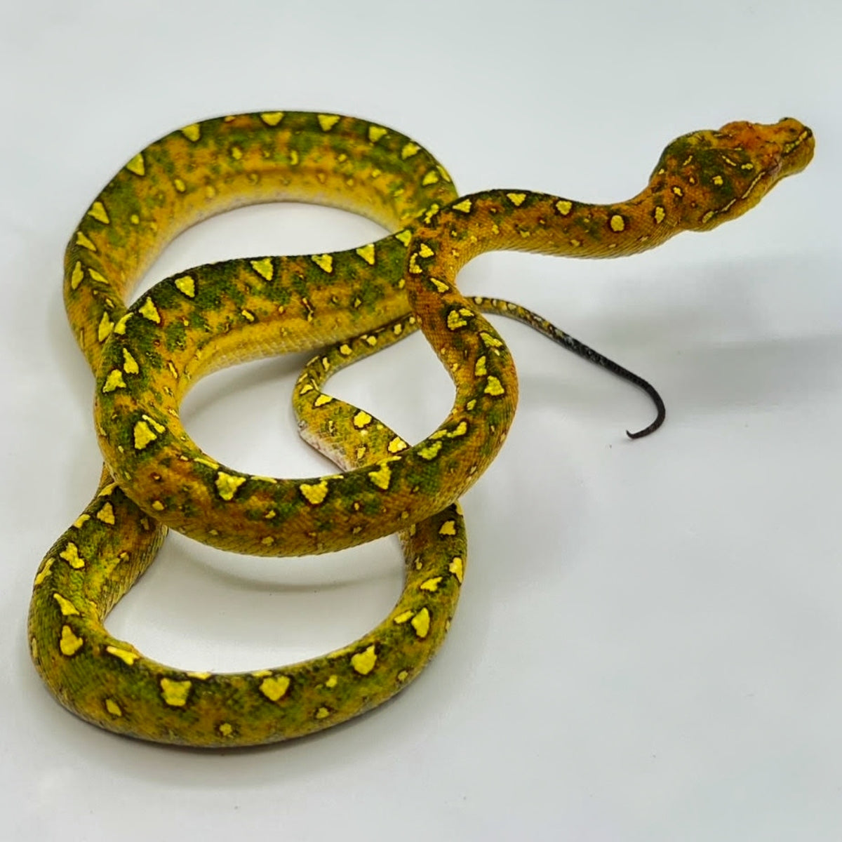 Pink Tree Python