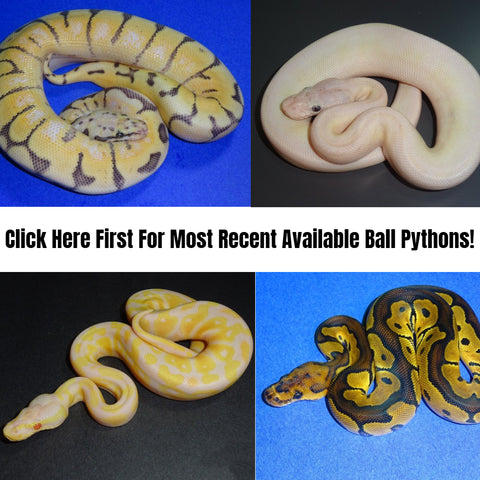 Adult Proven Breeder Ball Pythons