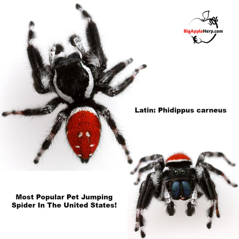 Red Back Jumping Spiders (carneus) For Sale – Big Apple Pet Supply