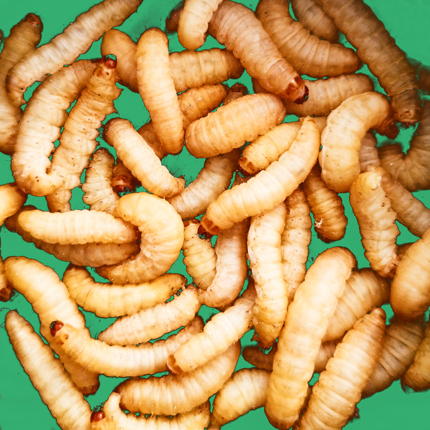 Buy Wax Worms For Reptiles – Big Apple Herp - Reptiles For Sale