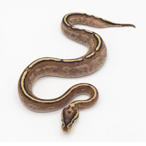 Multi Gene Ball Python Multi-Gene Ball Pythons for Sale – Crazy Offer on Mixed Morphs | Big ...