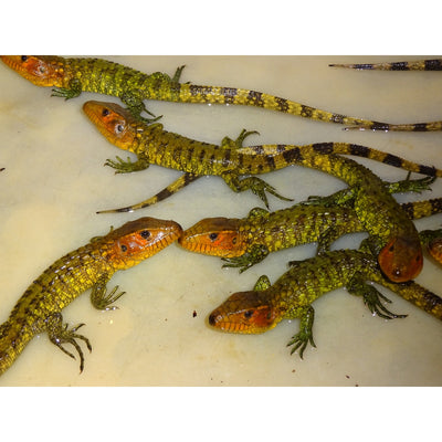 Caiman Lizards