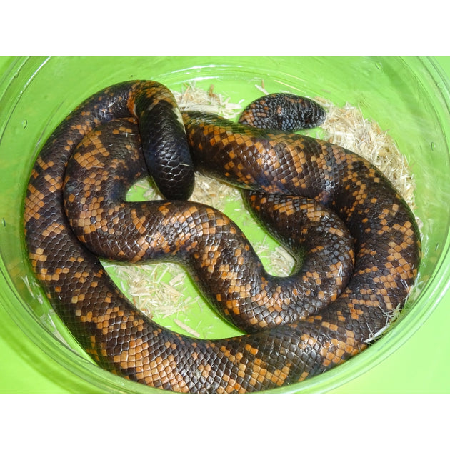 Calabar Pythons For Sale | Big Apple Herp