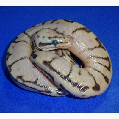 Calico Bumble Bee Ball Python