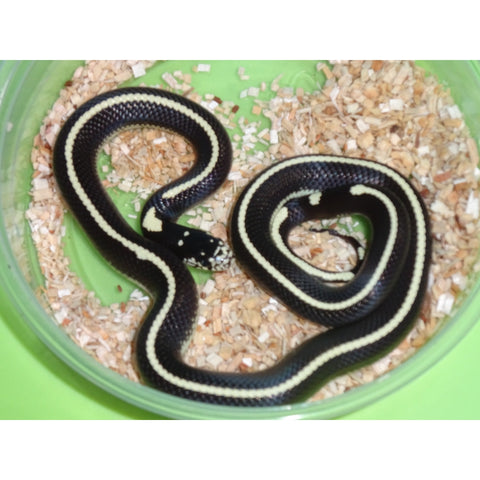 Striped Black & White California Kingsnakes