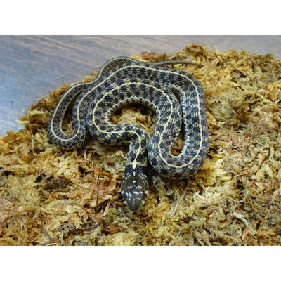 Checkered Garter Snakes
