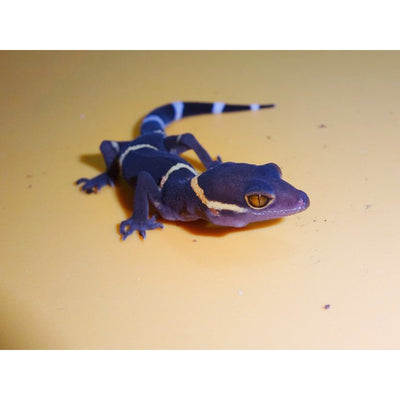 Chinese Cave Geckos